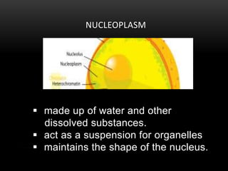 NUCLEOPLASM 
 made up of water and other 
dissolved substances. 
 act as a suspension for organelles 
 maintains the shape of the nucleus. 
 