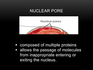 NUCLEAR PORE 
 composed of multiple proteins 
 allows the passage of molecules 
from inappropriate entering or 
exiting the nucleus. 
 