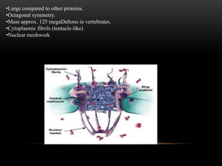 •Large compared to other proteins. 
•Octagonal symmetry. 
•Mass approx. 125 megaDaltons in vertebrates. 
•Cytoplasmic fibrils (tentacle-like) 
•Nuclear meshwork 
 