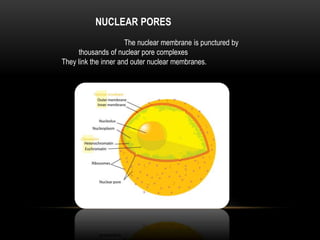 NUCLEAR PORES 
The nuclear membrane is punctured by 
thousands of nuclear pore complexes 
They link the inner and outer nuclear membranes. 
 