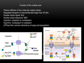 Function of the nuclear pore 
Passive diffusion of low molecular weight solutes 
Regulated transport of macromolecules larger than 40 kDa 
Nuclear import signal: NLS 
Nuclear export sequence: NES 
Importins: cytoplasm to nucleoplasm 
Exportins: nucleoplasm to cytoplasm 
GTPase Ran controls interactions of cargo and karyopherin 
 