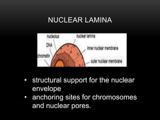 NUCLEAR LAMINA 
• structural support for the nuclear 
envelope 
• anchoring sites for chromosomes 
and nuclear pores. 
 