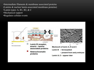 •Intermediate filaments & membrane associated proteins 
(Lamins & nuclear lamin-associated membrane proteins) 
•Lamin types: A, B1, B2, & C 
•Mechanical support 
•Regulates cellular events 
 