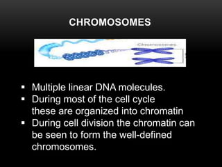 CHROMOSOMES 
 Multiple linear DNA molecules. 
 During most of the cell cycle 
these are organized into chromatin 
 During cell division the chromatin can 
be seen to form the well-defined 
chromosomes. 
 