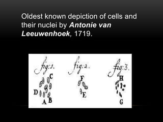 Oldest known depiction of cells and 
their nuclei by Antonie van 
Leeuwenhoek, 1719. 
 