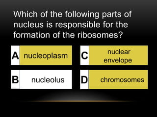 Which of the following parts of 
nucleus is responsible for the 
formation of the ribosomes? 
nucleoplasm 
nucleolus 
nuclear 
envelope 
chromosomes 
A 
B nucleolus 
C 
D 
 