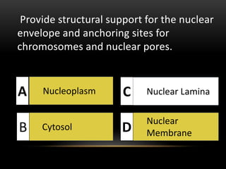 Provide structural support for the nuclear 
envelope and anchoring sites for 
chromosomes and nuclear pores. 
A Nucleoplasm 
C 
Cytosol 
Nuclear Lamina 
B 
D 
Nuclear 
Membrane  