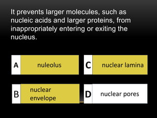 It prevents larger molecules, such as 
nucleic acids and larger proteins, from 
inappropriately entering or exiting the 
nucleus. 
nuleolus 
nuclear 
envelope 
nuclear lamina 
A 
B 
C 
D nuclear pores 
 