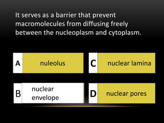 It serves as a barrier that prevent 
macromolecules from diffusing freely 
between the nucleoplasm and cytoplasm. 
nuleolus 
nuclear 
envelope 
nuclear lamina 
nuclear pores 
A 
B 
C 
D  
