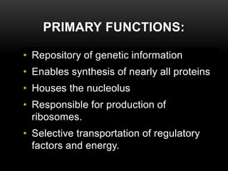 PRIMARY FUNCTIONS: 
• Repository of genetic information 
• Enables synthesis of nearly all proteins 
• Houses the nucleolus 
• Responsible for production of 
ribosomes. 
• Selective transportation of regulatory 
factors and energy. 
 