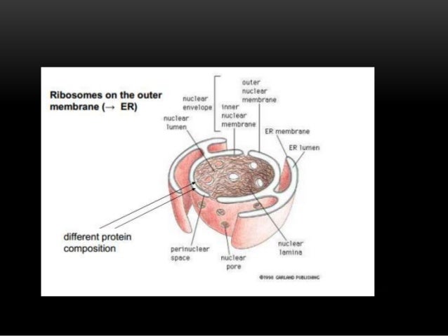 Nucleus of eukaryote