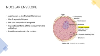 NUCLEAR ENVELOPE
• Also known as the Nuclear Membrane
• Has 2 separate bilayers
• Has thousands of nuclear pores
• Separates contents of the nucleus from the
cytoplasm
• Provides structure to the nucleus
 