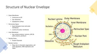 Nuclear Envelope Biology Diagrams