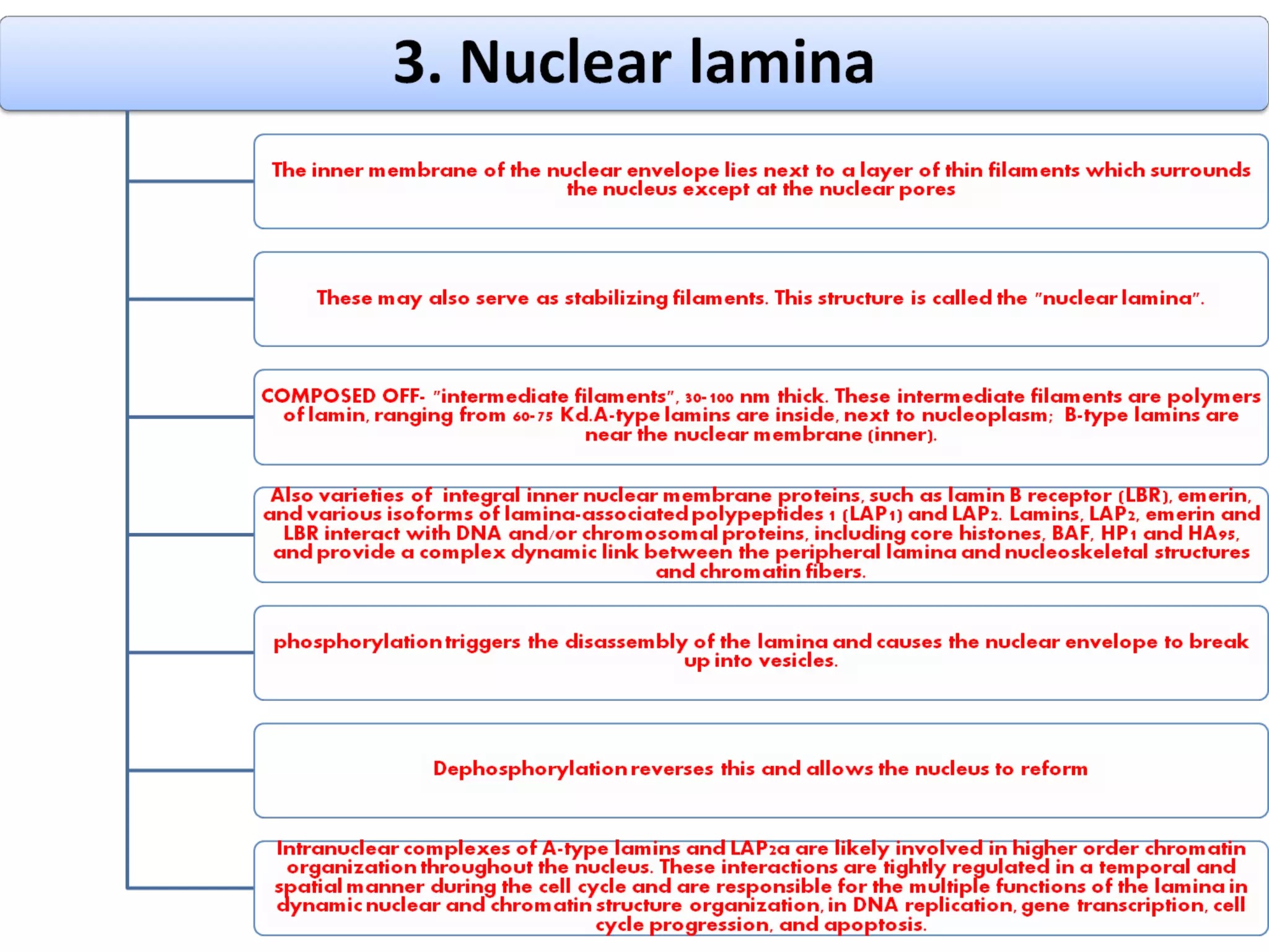 Nuclear envelope and nuclear lamina | PPT