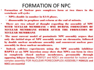 FORMATION OF NPC
• Formation of Nuclear pore complexes form at two times in the
vertebrate cell cycle:
– NPCs double in number in G1-S phase,
– disassemble in prophase and reform at the end of mitosis.
• There are two school of thought regarding the assembly of NPC
WITH NUCLEAR MEMBRANE – ONE DURING FORMATION OF
NUCLEAR MEMBRANE OTHER AFTER THE FORMATION OF
NUCLEAR MEMBRANE
•  The most current model of postmitotic NPC assembly argues that
only the initial steps of NPC assembly occur on chromatin, followed
by double nuclear membrane assembly and concurrent nuclear pore
assembly in these nuclear membranes.
• Indeed, cell-free experiments using the NPC assembly inhibitor
BAPTA or an NPC insertion assay show that NPCs can form in vitro
in completely closed nuclear membranes, presumably through
opposing bilayer fusion. POM121 and NDC1 are essential for nuclear pore
complex assembly FOR NUCLEAR PORECOMPLEX ASSEMBLY POM121 and
NDC1 are essential
 