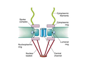 Nuclear envelope and nuclear lamina 