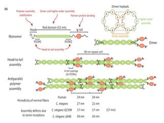 Nuclear envelope and nuclear lamina 