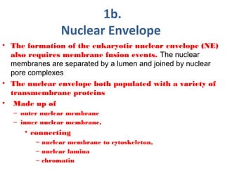 1b.
Nuclear Envelope
• The formation of the eukaryotic nuclear envelope (NE)
also requires membrane fusion events. The nuclear
membranes are separated by a lumen and joined by nuclear
pore complexes
• The nuclear envelope both populated with a variety of
transmembrane proteins
•  Made up of
– outer nuclear membrane
– inner nuclear membrane,
• connecting
– nuclear membrane to cytoskeleton,
– nuclear lamina
– chromatin
 