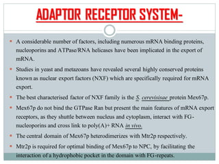 ADAPTOR RECEPTOR SYSTEM-
▪ A considerable number of factors, including numerous mRNA binding proteins,
nucleoporins and ATPase/RNA helicases have been implicated in the export of
mRNA.
▪ Studies in yeast and metazoans have revealed several highly conserved proteins
known as nuclear export factors (NXF) which are specifically required for mRNA
export.
▪ The best characterised factor of NXF family is the S. cerevisisae protein Mex67p.
▪ Mex67p do not bind the GTPase Ran but present the main features of mRNA export
receptors, as they shuttle between nucleus and cytoplasm, interact with FG-
nucleoporins and cross link to poly(A)+ RNA in vivo.
▪ The central domain of Mex67p heterodimerizes with Mtr2p respectively.
▪ Mtr2p is required for optimal binding of Mex67p to NPC, by facilitating the
interaction of a hydrophobic pocket in the domain with FG-repeats.
 
