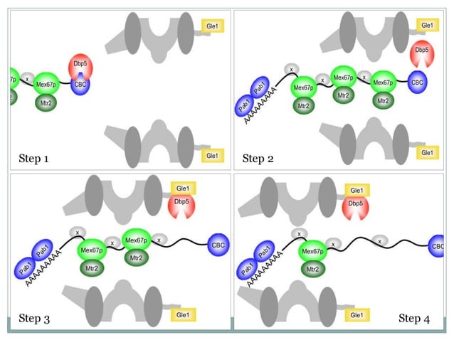 Nuclear export of mRNA | PDF