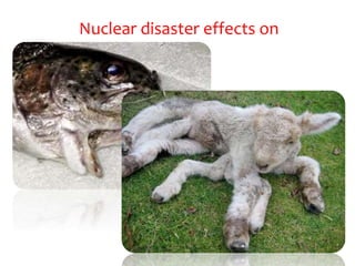 Nuclear disaster effects on
animals
 