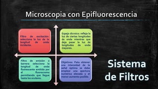 Filtro de excitación:
selecciona la luz de la
longitud de onda
incidente.
Espejo dicroico: refleja la
luz de ciertas longitudes
de onda mientras que
deja pasar la luz de
longitudes de onda
mayores.
Filtro de emisión o
barrera: selecciona la
longitud de onda
fluorescente emitida por
el fluorocromo
permitiendo que llegue
hasta los oculares.
Objetivos: Pata obtener
una intensidad de la
señal óptima se debe
emplear una apertura
numérica elevada y el
menor aumento posible.
 