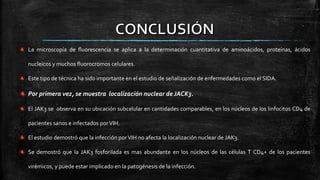 La microscopía de fluorescencia se aplica a la determinación cuantitativa de aminoácidos, proteínas, ácidos
nucleicos y muchos fluorocromos celulares.
Este tipo de técnica ha sido importante en el estudio de señalización de enfermedades como el SIDA.
Por primera vez, se muestra localización nuclear de JACK3.
El JAK3 se observa en su ubicación subcelular en cantidades comparables, en los núcleos de los linfocitos CD4 de
pacientes sanos e infectados porVIH.
El estudio demostró que la infección porVIH no afecta la localización nuclear de JAK3.
Se demostró que la JAK3 fosforilada es mas abundante en los núcleos de las células T CD4+ de los pacientes
virémicos, y puede estar implicado en la patogénesis de la infección.
 