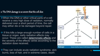 Nuclear Pollution And Genetics | PPTX