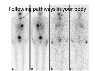 Following pathways in your body