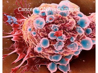 Cancer’s DNA is damaged