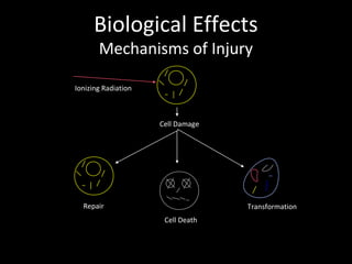 Biological Effects
Mechanisms of Injury
Ionizing Radiation
Cell Death
Cell Damage
Repair Transformation
 