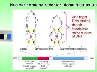 Nuclear hormone receptor: domain structure


                              Zinc finger
                              DNA binding
                              domain…
                              inserts into
                              major groove
                              of DNA
 