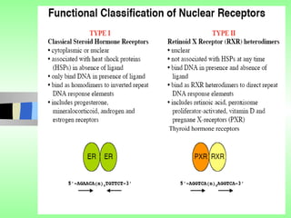 Thyroid hormone receptors
 