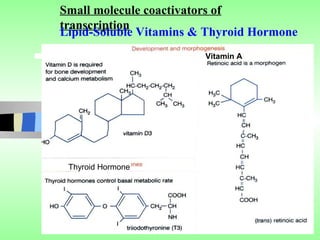 Small molecule coactivators of
transcription
Lipid-Soluble Vitamins & Thyroid Hormone
                        Vitamin A




 Thyroid Hormone
 