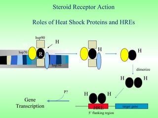 Steroid Receptor Action

           Roles of Heat Shock Proteins and HREs

            hsp90
   hsp70
                     H
 hsp70
                                           H                        H
             R
                    hsp56
                                                                   dimerize

                                                          H             H

                            P?
                                 H                H
    Gene
Transcription                           HRE               target gene
                                     5’ flanking region
 