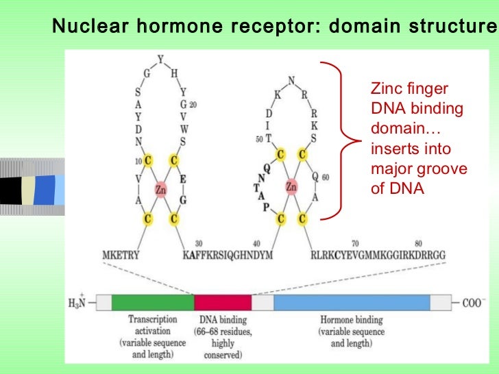 nuclear receptors