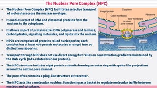 Nuclear Rings Nuclear Structure and Dynamics | PDF