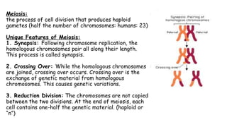 Meiosis:
the process of cell division that produces haploid
gametes (half the number of chromosomes: humans: 23)
Unique Features of Meiosis:
1. Synapsis: Following chromosome replication, the
homologous chromosomes pair all along their length.
This process is called synapsis.
2. Crossing Over: While the homologous chromosomes
are joined, crossing over occurs. Crossing over is the
exchange of genetic material from homologous
chromosomes. This causes genetic variations.
3. Reduction Division: The chromosomes are not copied
between the two divisions. At the end of meiosis, each
cell contains one-half the genetic material. (haploid or
“n”)
 