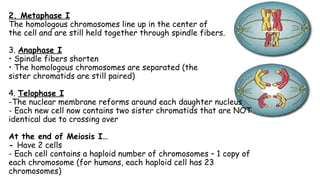 2. Metaphase I
The homologous chromosomes line up in the center of
the cell and are still held together through spindle fibers.
3. Anaphase I
• Spindle fibers shorten
• The homologous chromosomes are separated (the
sister chromatids are still paired)
4. Telophase I
-The nuclear membrane reforms around each daughter nucleus
- Each new cell now contains two sister chromatids that are NOT
identical due to crossing over
At the end of Meiosis I…
- Have 2 cells
- Each cell contains a haploid number of chromosomes – 1 copy of
each chromosome (for humans, each haploid cell has 23
chromosomes)
 