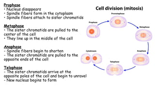 Prophase
• Nucleus disappears
• Spindle fibers form in the cytoplasm
• Spindle fibers attach to sister chromatids
Metaphase
• The sister chromatids are pulled to the
center of the cell
• They line up in the middle of the cell
Anaphase
- Spindle fibers begin to shorten
- The sister chromatids are pulled to the
opposite ends of the cell
Telophase
- The sister chromatids arrive at the
opposite poles of the cell and begin to unravel
- New nucleus begins to form
 