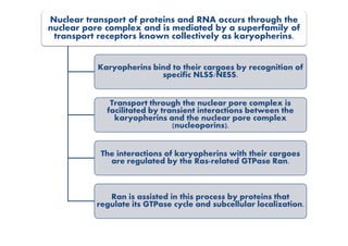 Nuclear transport of proteins and RNA occurs through the
nuclear pore complex and is mediated by a superfamily of
transport receptors known collectively as karyopherins.
Karyopherins bind to their cargoes by recognition of
specific NLSS/NESS.
Transport through the nuclear pore complex is
facilitated by transient interactions between the
karyopherins and the nuclear pore complex
(nucleoporins).(nucleoporins).
The interactions of karyopherins with their cargoes
are regulated by the Ras-related GTPase Ran.
Ran is assisted in this process by proteins that
regulate its GTPase cycle and subcellular localization.
 