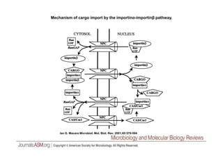 Mechanism of cargo import by the importinα-importinβ pathway.
Ian G. Macara Microbiol. Mol. Biol. Rev. 2001;65:570-594
 