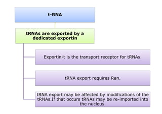 t-RNA
tRNAs are exported by a
dedicated exportin
Exportin-t is the transport receptor for tRNAs.Exportin-t is the transport receptor for tRNAs.
tRNA export requires Ran.
tRNA export may be affected by modifications of the
tRNAs.If that occurs tRNAs may be re-imported into
the nucleus.
 