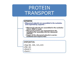 PROTEIN
TRANSPORT
EXPORTIN
• Ribosomal subunits are assembled in the nucleolus
and exported by exportin 1
• Ribosomal subunits are assembled in the nucleolus
where rRNA is made.
• Ribosomal subunits are assembled in the nucleolus
where rRNA is made.
• Ribosomal proteins are imported from the
cytoplasm for assembly into the ribosomal
subunits.
• Export of the ribosomal subunits is carrier-
mediated and requires Ran.
IMPORTIN
• Kap 60, 104, 121,123:
• Mtr 10:
• Nmd 5:
• Sxm1 :
 