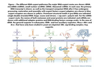 Figure 1: The different RNA export pathways.The major RNA export routes are shown (tRNA,
microRNA (miRNA), small nuclear (sn)RNA, mRNA, ribosomal (r)RNA). In each case, the primary
RNA transcript is shown, as well as the transport-competent RNA after it has undergone
processing, maturation and assembly with export factors (export adaptors are shown in blue,
export receptors are shown in yellow). Prominent structural motifs in pre-RNAs are indicated
(single/double-stranded RNA, loops, exons and introns, 5' cap and 3' poly(A) tail). For the mRNA
export route, the names of both metazoan and yeast proteins are indicated, and mRNAs are
shown with additional adaptor proteins and RNA-binding factors (orange ovals). In the case of
rRNA, the general exporter in eukaryotes, CRM1, and two auxiliary exporters, Mex67–Mtr2 and
Arx1, that have only been studied in yeast are depicted. CBC, cap-binding complex; Exp,
exportin.
 