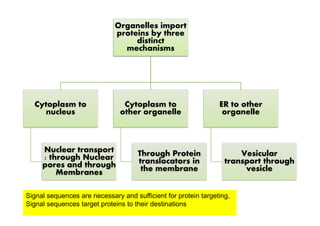Organelles import
proteins by three
distinct
mechanisms
Cytoplasm to
nucleus
Cytoplasm to
other organelle
ER to other
organellenucleus
Nuclear transport
: through Nuclear
pores and through
Membranes
other organelle
Through Protein
translocators in
the membrane
organelle
Vesicular
transport through
vesicle
Signal sequences are necessary and sufficient for protein targeting,
Signal sequences target proteins to their destinations
 