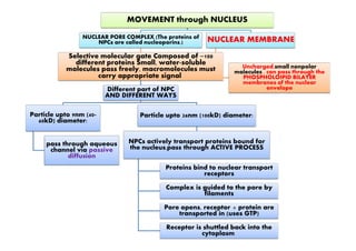 MOVEMENT through NUCLEUS
NUCLEAR PORE COMPLEX (The proteins of
NPCs are called nucleoporins.)
Selective molecular gate Composed of ~100
different proteins Small, water-soluble
molecules pass freely, macromolecules must
carry appropriate signal
Different part of NPC
AND DIFFERENT WAYS
Particle upto 9nm (40-
60kD) diameter:
Particle upto 26nm (100kD) diameter:
NUCLEAR MEMBRANE
Uncharged,small nonpolar
molecules , can pass through the
PHOSPHOLOIPID BILAYER
membranes of the nuclear
envelope
pass through aqueous
channel via passive
diffusion
NPCs actively transport proteins bound for
the nucleus,pass through ACTIVE PROCESS
Proteins bind to nuclear transport
receptors
Complex is guided to the pore by
filaments
Pore opens, receptor + protein are
transported in (uses GTP)
Receptor is shuttled back into the
cytoplasm
 