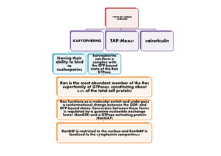 TYPES OF CARGO
CARRIERS
KARYOPHERINS
Having their
ability to bind
to
nucleoporins
karyopherins
can form a
complex with
the GTP-bound
state of the Ran
GTPase.
TAP/Mex67 calreticulin
Ran is the most abundant member of the Ras
superfamily of GTPases, constituting about
0.4% of the total cell protein)
Ran functions as a molecular switch and undergoes
a conformational change between the GDP- and
GTP-bound states. Conversion between these forms
is regulated by a guanine nucleotide exchange
factor (RanGEF) and a GTPase-activating protein
(RanGAP)
RanGEF is restricted to the nucleus and RanGAP is
localized to the cytoplasmic compartment
 