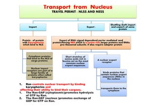 Transport from Nucleus
TRAVEL PERMIT : NLSS AND NESS
Import:
Protein : of protein
with Karyophorins
which bind to NLS
Export :
Export of RNA (signal dependend,carrier mediated )and
protein(Having NES which is a Lysine rich) larger proteins and RNAs
pre-ribosomal subunits. It also require adaptor protein
Shuttling (both import
and export) of some
protein
Cytoplasm proteins
that bind to the NLS of
cargo proteins.
Nuclear import
receptors are part of a
large family of
proteins often called
karyopherins
Short stretches of
amino acids rich in
leucine act as the most
common nuclear
export sequences.
A nuclear export
receptor:
binds proteins that
contain nuclear export
sequences (NESs) in
the nucleus
transports them to the
cytoplasm
1. Ran controls nuclear transport by binding
karyopherins and
affecting their ability to bind their cargoes.
1. The Ran-GAP (cytoplasmic)promotes hydrolysis
of GTP by Ran.
2. The Ran-GEF (nucleus )promotes exchange of
GDP for GTP on Ran.
 