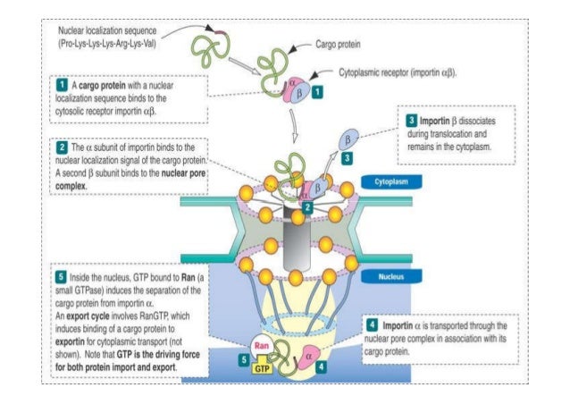 Nuclear Transport